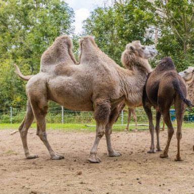 safari erlebnis deutschland